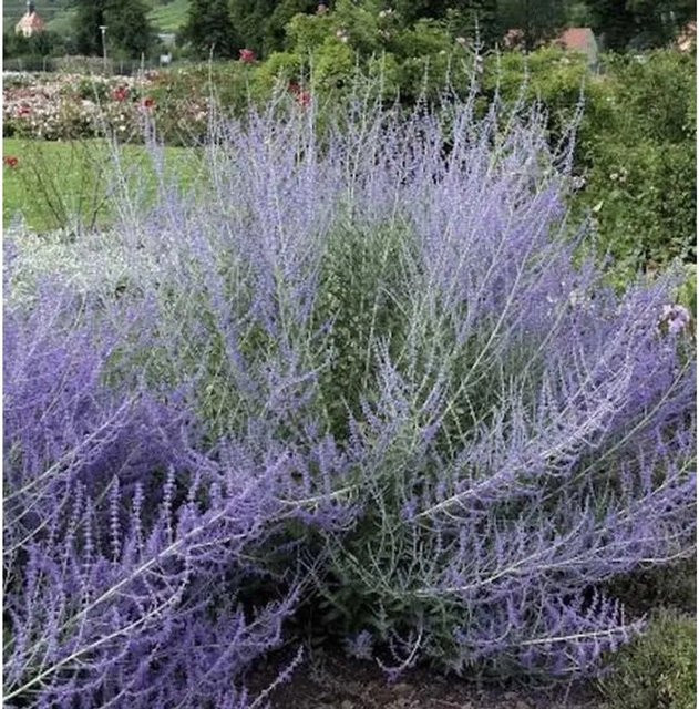 Perovskia atriplicifolia Blauraute Lacy Blue ornamental shrub, Farbe: Blau - Bild 1