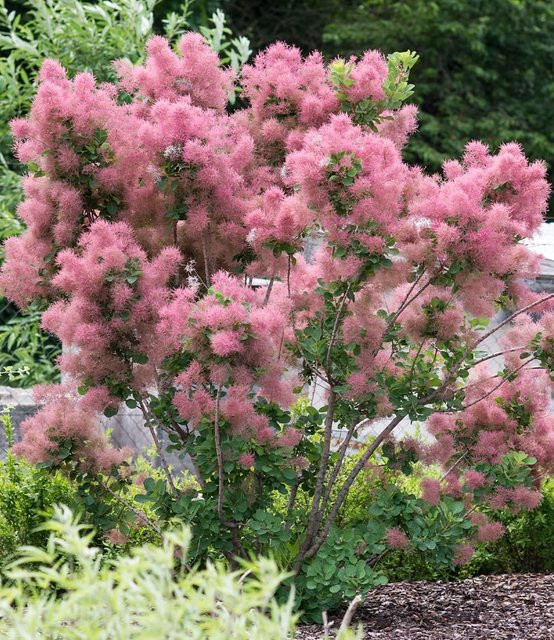 Perückenstrauch Cotinus Smokey Joe® - Bild 1