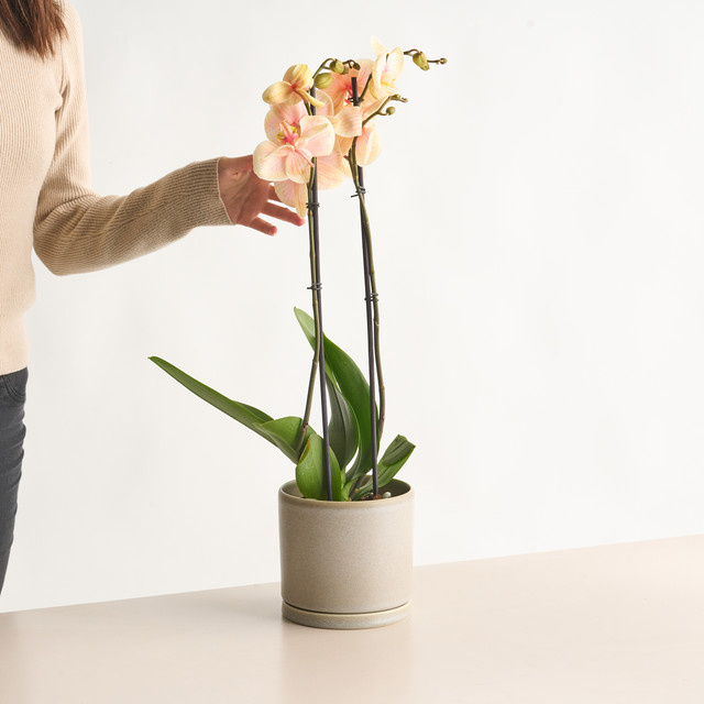 Phalaenopsis I am Orange Zimmerpflanze von BLUME2000 in Orange - Bild 1