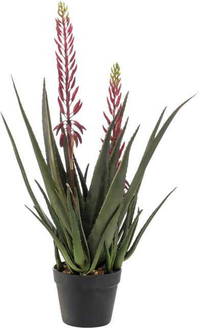 Künstliche Aloe Philippa von Aplanta, Sukkulente im Topf, Höhe: 80 cm - Bild 1