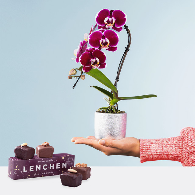 BLUME2000 Orchidee als Zimmerpflanze im Topf - Bild 1