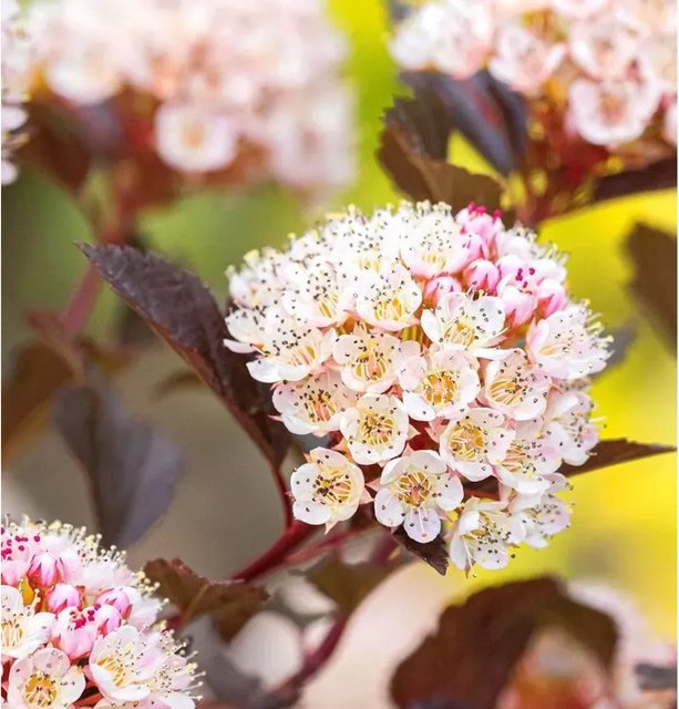 Physocarpus opulifolius Black Panther Ziergehölz in Schwarz, Höhe: 40-60 cm - Bild 1