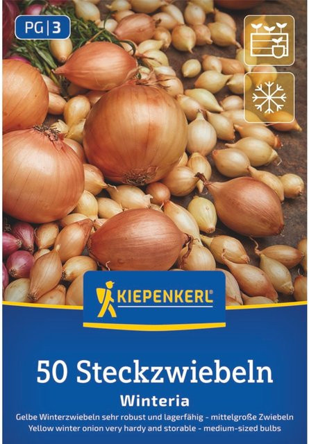 Kiepenkerl Wintersteckzwiebel Winteria Gelb, 50 Stück - Bild 1
