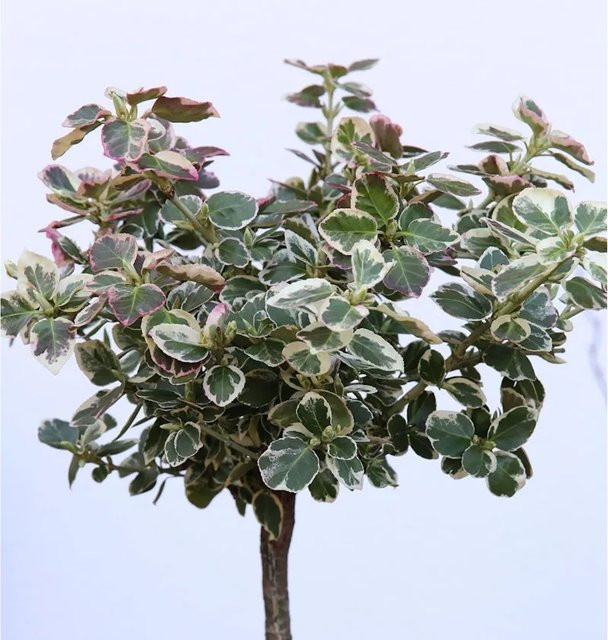 Euonymus fortunei Weißbunte Kriechspindel Hochstamm als Hecken- und Begrenzungspflanze, Höhe: 60-80 cm, weiß-grün - Bild 1
