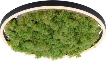 JUST LIGHT LED-Deckenleuchte GREEN RITUS, rund, Moos, Farbe: Grün, Durchmesser: 39,3 cm - Bild 1