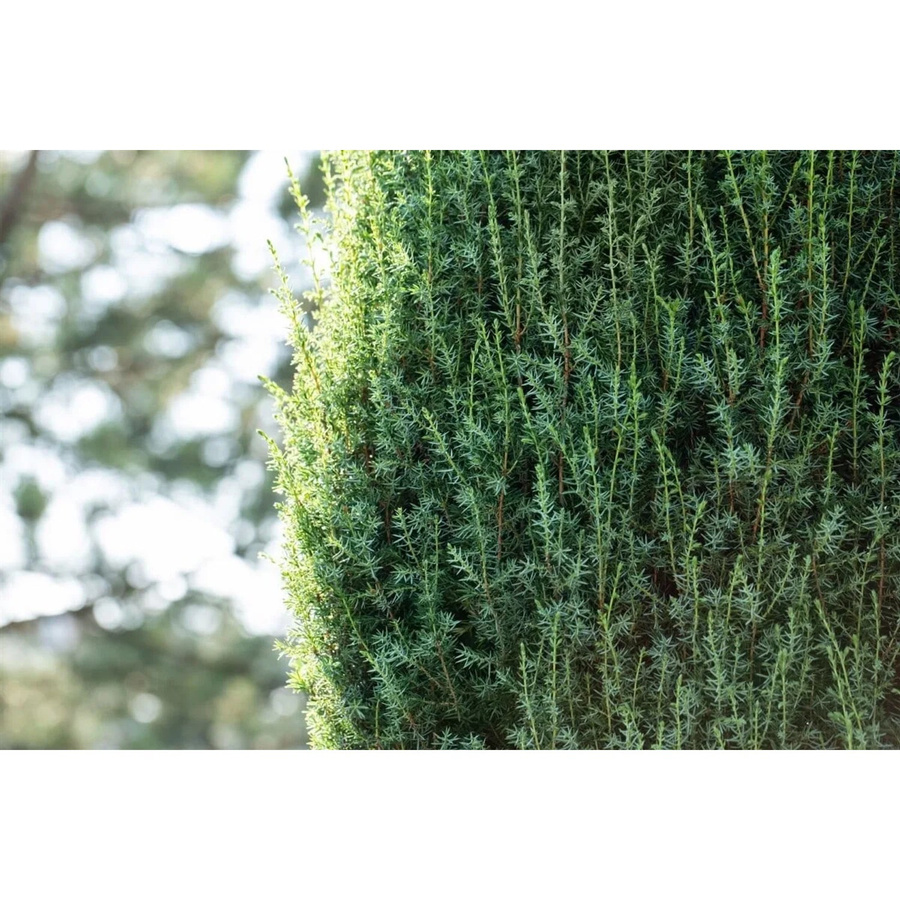 Juniperus communis Suecica Wacholder als grüne Heckenpflanze für den Garten, Höhe: 40-60 cm - Bild 2