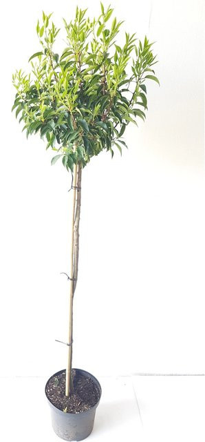 Pflanzen-Boering Prunus Angustifolia Lorbeerkirsche Stämmchen, Gesamthöhe: 175 cm - Bild 1