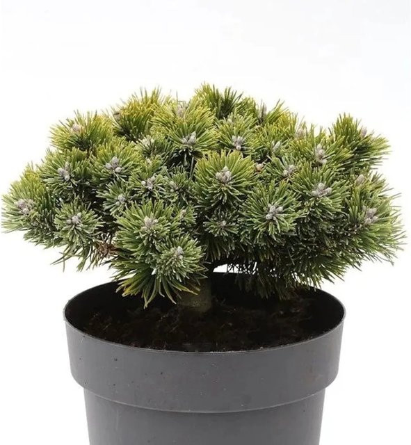 Zwerg Kiefer Sherwood Compact Pinus mugo grüne Kübelpflanze von Nr-01.de - Bild 1
