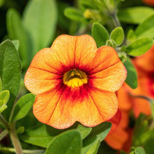 Orangefarbene Calibrachoa Zauberglöckchen als Beet- und Balkonpflanze von Mein schöner Garten Shop - Bild 1