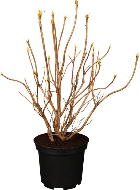 GROW by OBI Azalee Golden Sunset Rhododendron in Gelb und Orange, Höhe: 40 - 50 cm - Bild 1