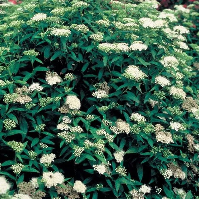 Arborix Sommerspiere Albiflora Spiraea japonica Zierstrauch mit weißen Blüten im Container - Bild 1