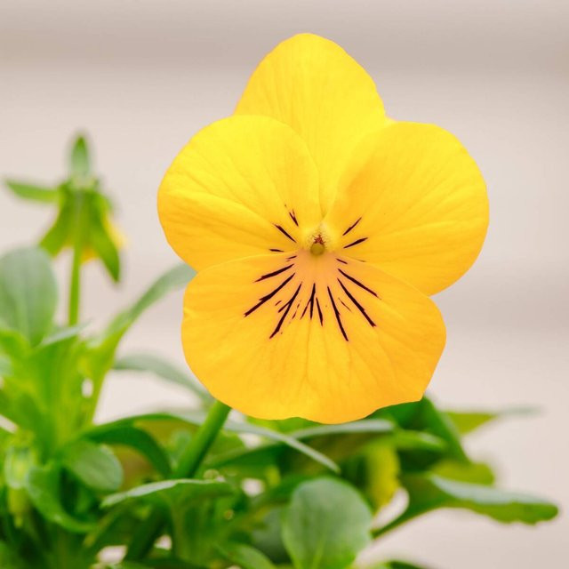 Gelbes Hornveilchen als winterharte Staude von Mein schöner Garten Shop - Bild 1