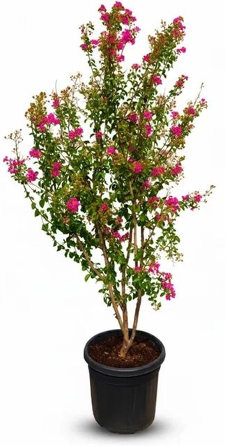 Sunny-Tree Lagerstroemia Indica Indischer Flieder Multistamm, Rosablühend, Höhe: 200 cm, im 55 Liter Container - Bild 1