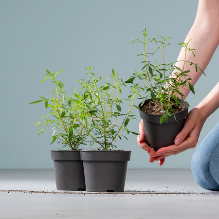 BIO Zitronentagetes Compacta Tagetes lemmonnii von BLUME2000, 3 Stück