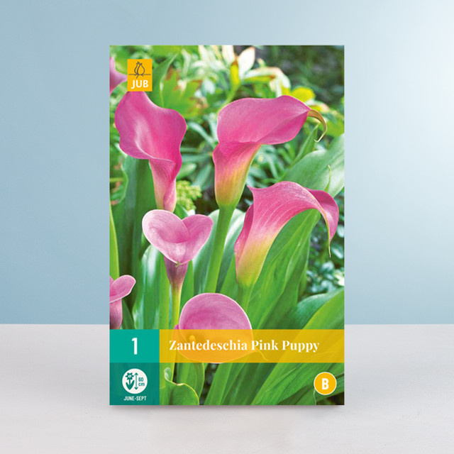 Calla Pink Puppy Wurzel von BLUME2000 - Bild 1