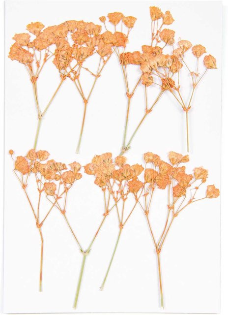 Rico Design Gepresste Blüten Schleierkraut in Orange, 8 Stück - Bild 1