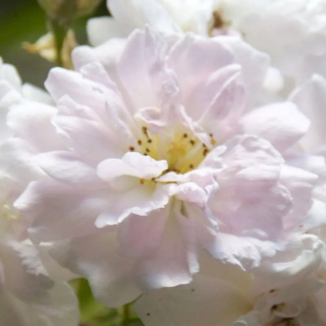 Arborix Kletterrose Pauls Himalayan Musk in Rosa und Weiß, Höhe: 60 cm - Bild 1