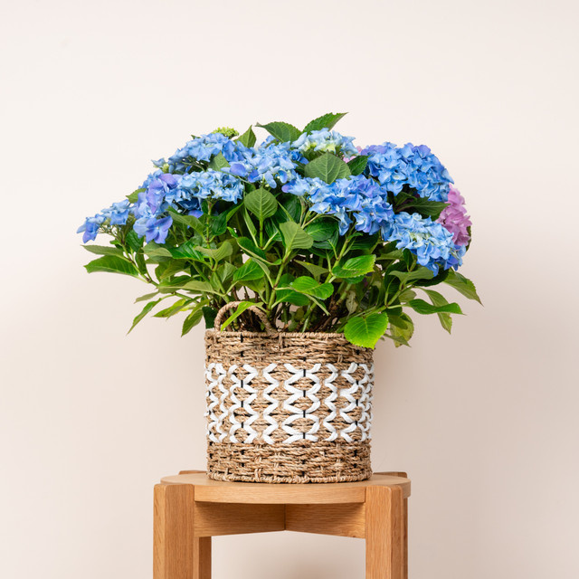 Geflochtener Seegras Korb von BLUME2000 in Beige und Braun, rustikaler Tischkorb, Höhe: 24,0 cm, Breite: 24,0 cm, Tiefe: 20,5 cm - Bild 1