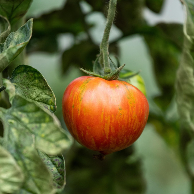 BIO Veredelte Tomate Red Zebra von BLUME2000 im Topf - Bild 1