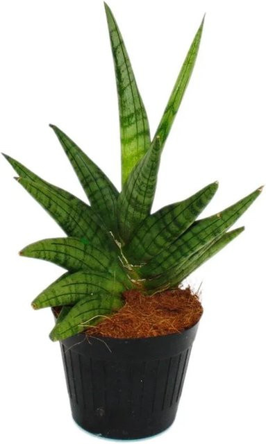 Exotenherz Sansevieria Helios Schraubenbogenhanf Zimmerpflanze im Topf, Höhe: 20 cm - Bild 1