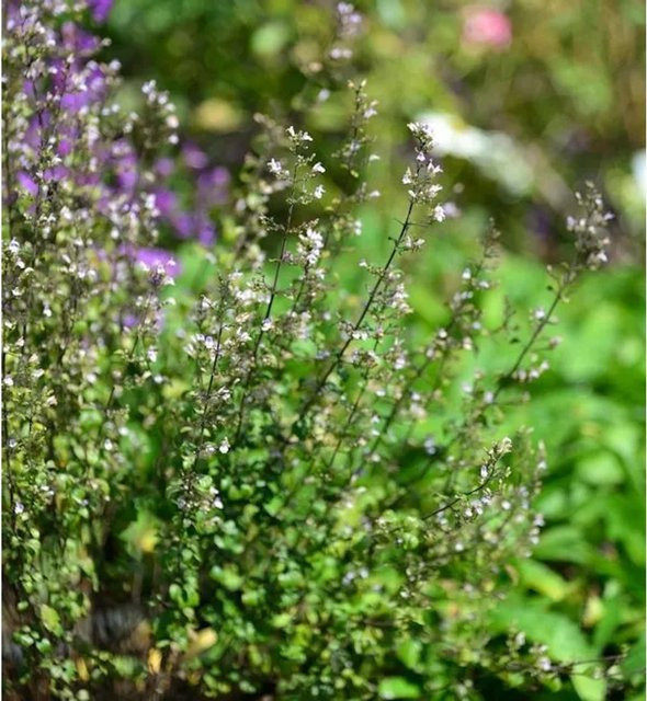 Kleinblättrige Bergminze Triumphator Calamintha nepeta als mehrjährige Pflanze für Balkonkästen, Steingärten und Kräutergärten - Bild 1