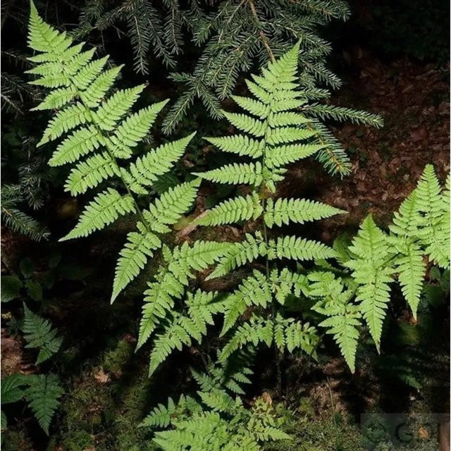 Gewöhnlicher Dornfarn Dryopteris carthusiana als mehrjährige Gartenpflanze in Graugrün von Nr-01.de - Bild 1