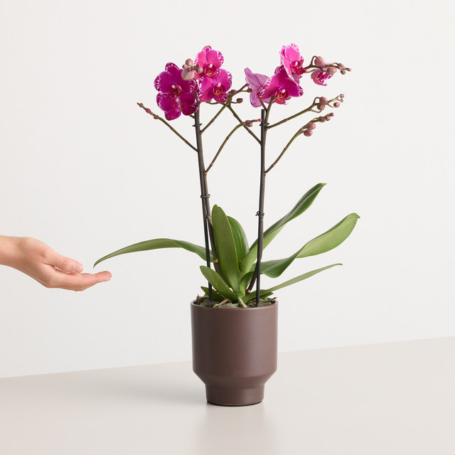 Berry Charm Phalaenopsis Orchidee von BLUME2000 in Pink und Purple mit Keramiktopf - Bild 1