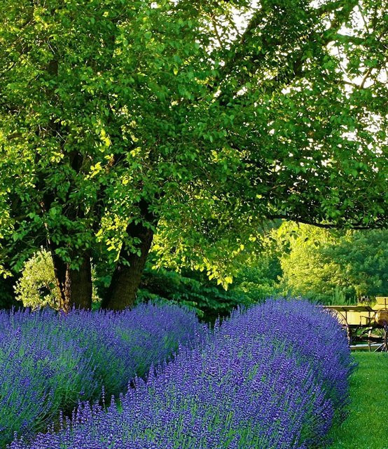 Lavendel Phenomenal im 2-Liter Topf - Bild 1