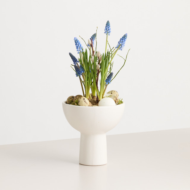 Muscari Nest Zwiebelblumen in Keramikschale von BLUME2000 für den Garten und Außenbereich in Weiß, Blau und Grün - Bild 1