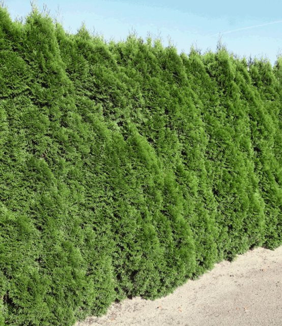 Lebensbaum-Hecke Smaragd mit einer Höhe von 40-60 cm - Bild 1
