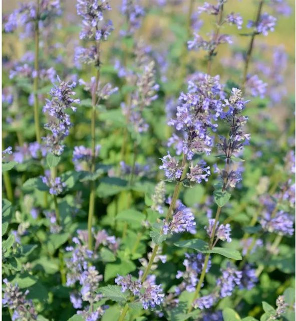 Katzenminze Zinsers Giant Nepeta grandiflora lila mehrjährige Gartenpflanze von Nr-01.de - Bild 1