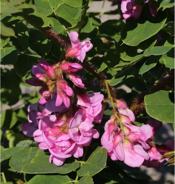 Borstenakazie Macrophylla Robinia hispida als Strauch mit pinken Blüten für deinen Garten, Höhe: 60-80 cm - Bild 1