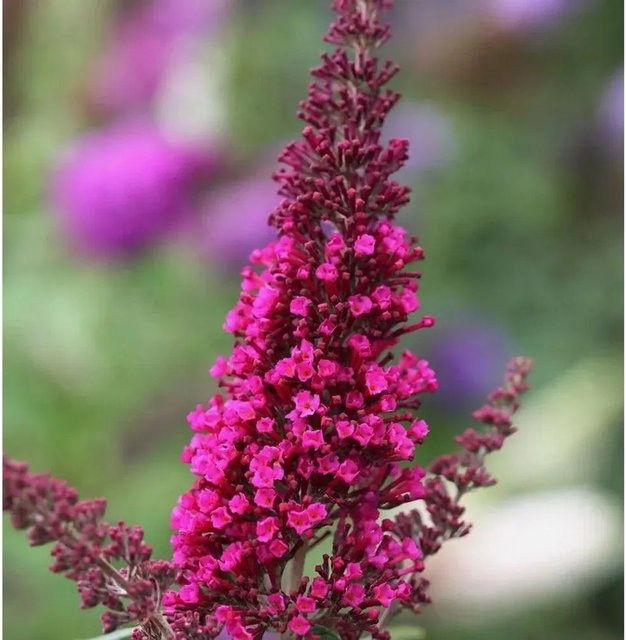 Buddleja Sommerflieder Miss Ruby in Pink/Lila, Höhe: 30-40 cm - Bild 1