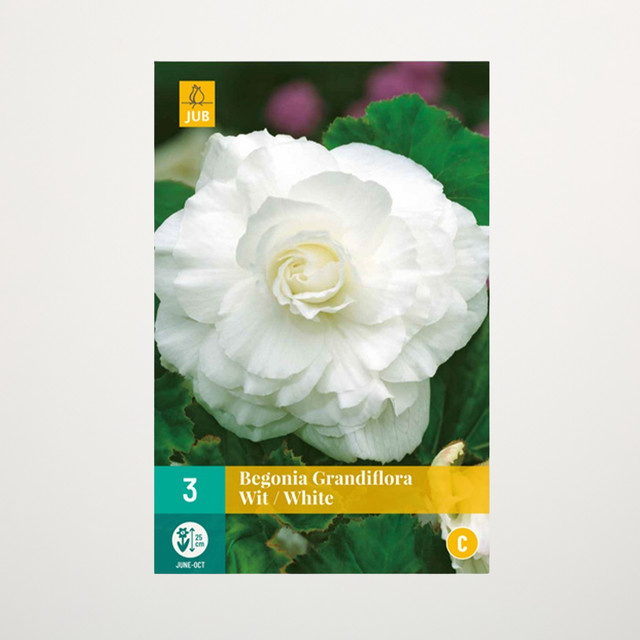 Begonie Grandiflora weiß von BLUME2000, 3 Knollen - Bild 1