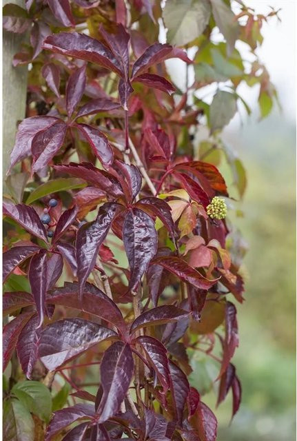 Parthenocissus Quinquefolia Wilder Wein von Pflanzen für dich, pflegeleichte Pflanze, 40–60 cm - Bild 1
