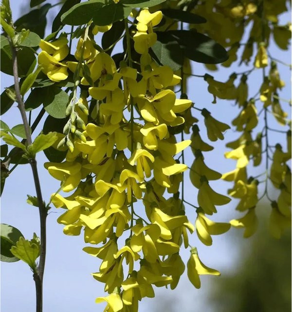 Laburnum anagyroides Goldregen Sunspire Hochstamm mit gelben Blüten, Höhe: 80-100 cm - Bild 1