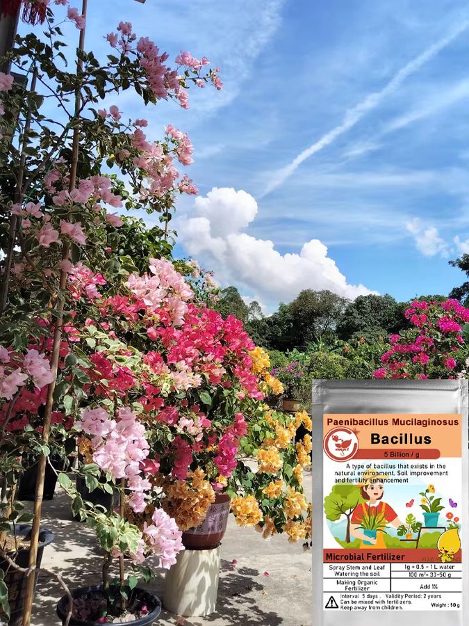 Paenibacillus Mucilaginosus Bio-Mikrobieller Dünger zur Förderung der Bodenfruchtbarkeit und des Pflanzenwachstums, 50 g - Bild 4