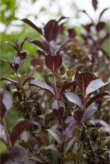 Weigela Florida Purpurea Purpurrote Weigelie als Zierstrauch für den Garten, Höhe: 100–150 cm - Bild 1