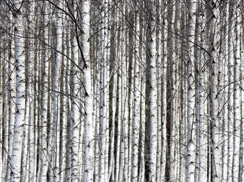 Rebel Walls Wandtattoo Birch Trunks in Weiß im skandinavischen Winterdesign - Bild 1