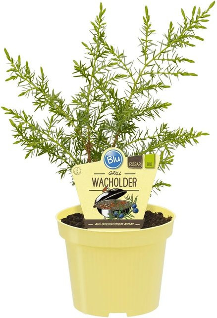 Blu Grill-Wacholder Juniperus als Zierstrauch in Grün, Topf-Ø ca. 12 cm - Bild 1