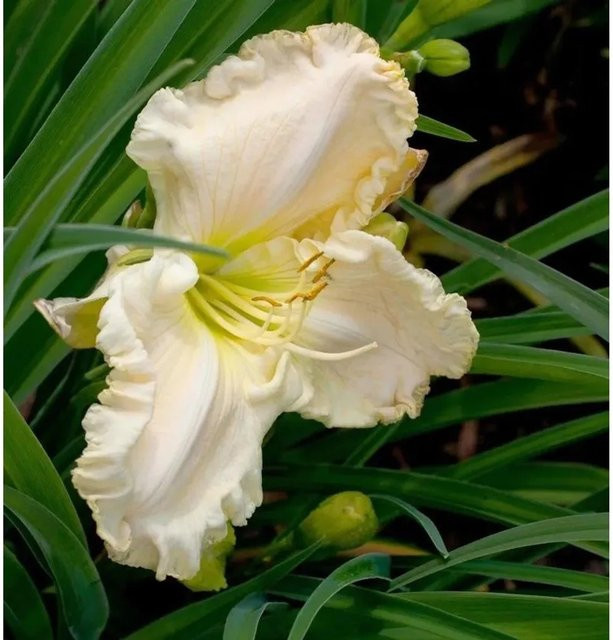 Taglilie Snowy Apparition Hemerocallis weiße Staude für Beet und Garten - Bild 1