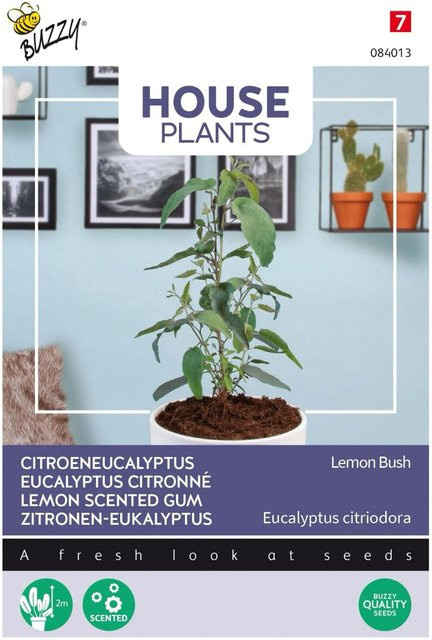 Eukalyptus Lemon Bush Buzzy House Plants Samen für die Innenkultur, 10 Stück - Bild 1