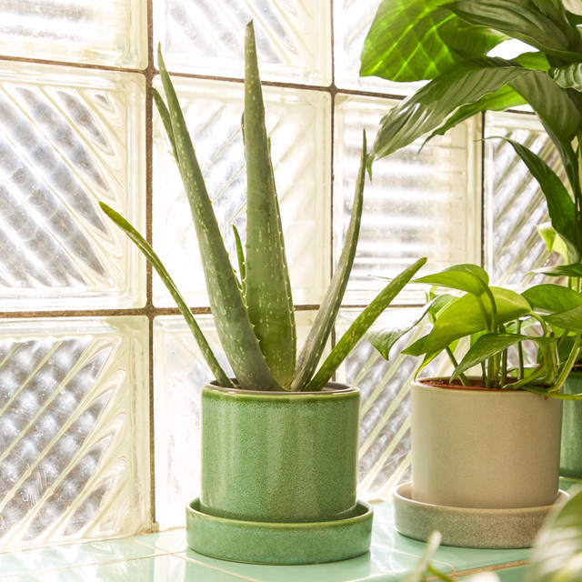 BIO Aloe Vera Sukkulente von BLUME2000 in Grün - Bild 1