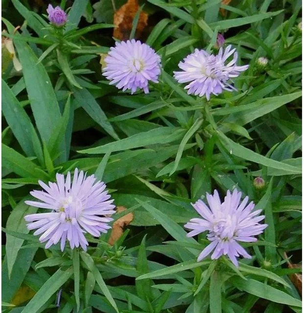 Kissenaster Zwergenhimmel Aster dumosus lila mehrjährige Gartenpflanze - Bild 1
