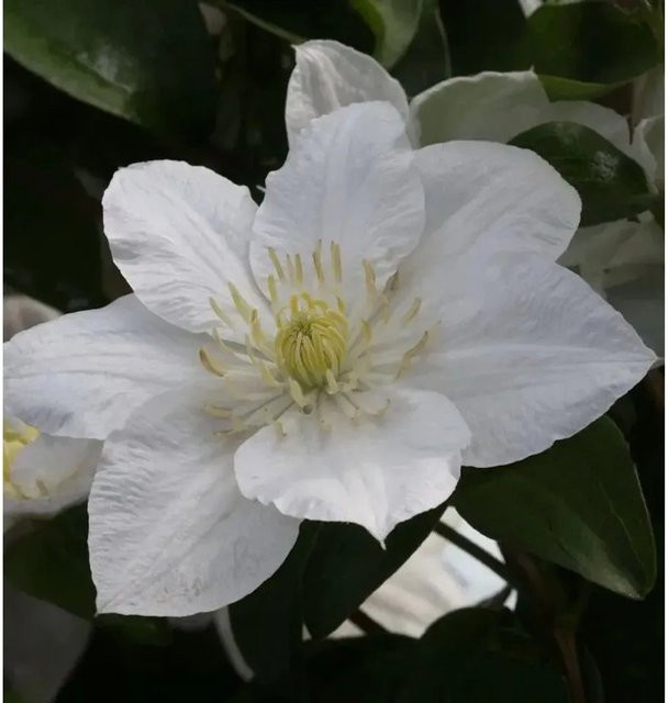 Clematis Waldrebe Apollonia weiß Kletterpflanze für den Garten - Bild 1