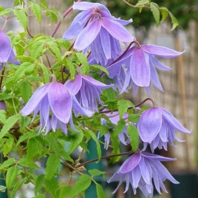 Arborix Alpen-Waldrebe Frankie Clematis alpina mit blauen oder violetten Glockenblüten im Container, 50 bis 60 cm - Bild 1