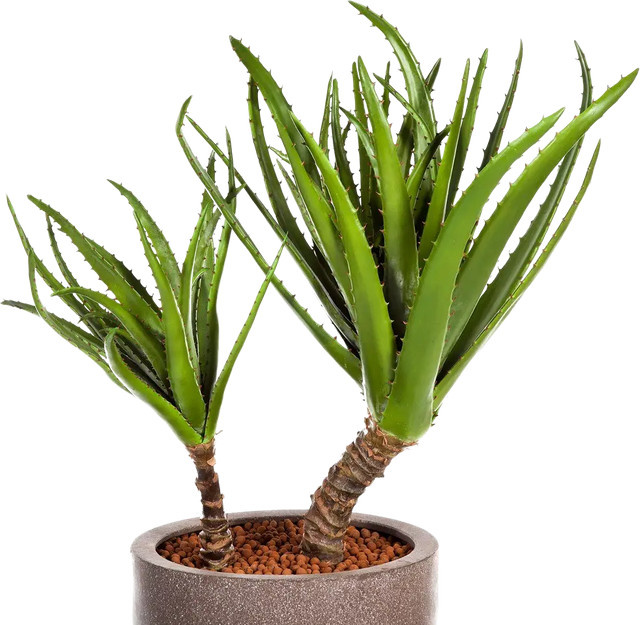Künstliche Agave Hanne von Aplanta, Tischpflanze in Topf, Höhe: 78 cm - Bild 1