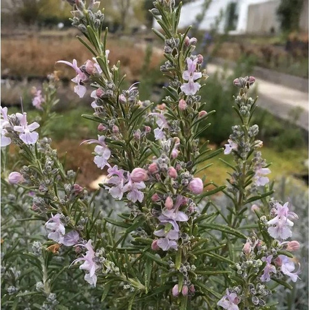 Rosmarin Arp Rosmarinus officinalis Halbstrauch mit pinken und weißen Blüten von Nr-01.de