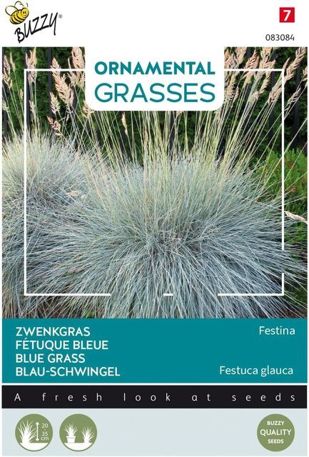 Arborix Blau-Schwingel Festina Buzzy Samen für Garten und Beet mit stahlblauem Laub, 10 Stück - Bild 1