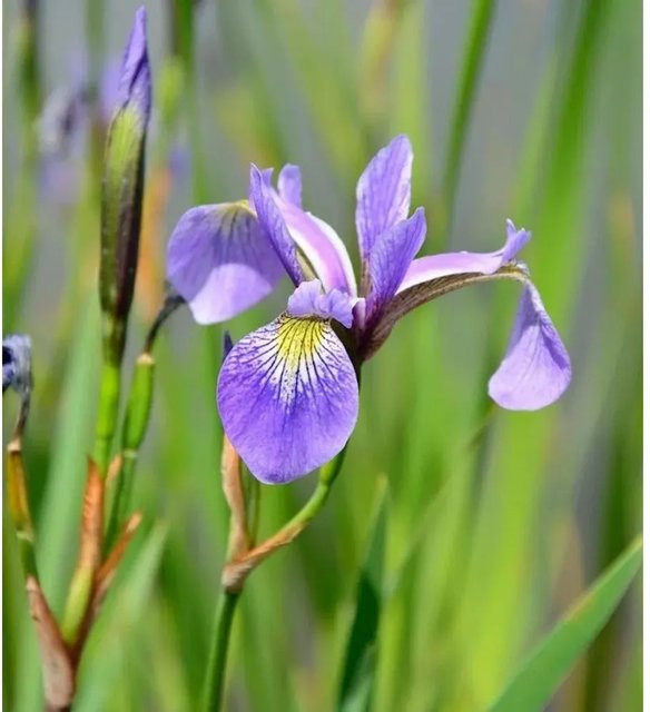 Schwertlilie Iris versicolor lila Stauden für den Garten von Nr-01.de - Bild 1